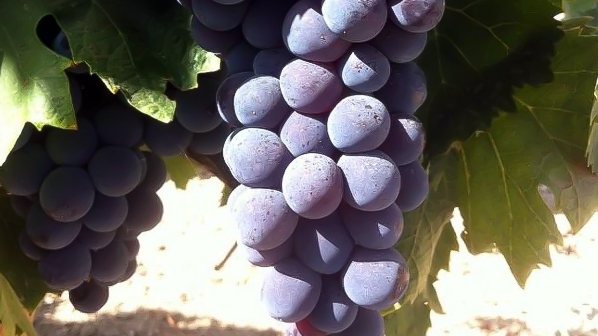 Tintilla de Rota, the trendy grape from Cádiz