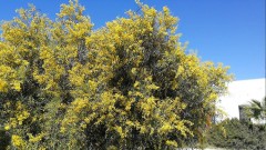 Spring has arrived at Sancha Pérez