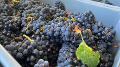 Organic Consumption: A Growing Habit