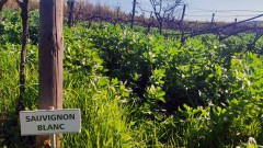 Cover Crops: An Alternative to the Chemical Fertilizer Crisis