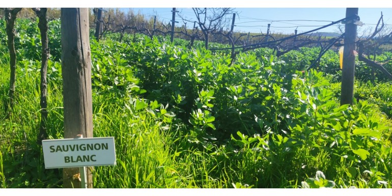 La cubierta vegetal, alternativa al drama de los abonos químicos