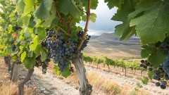 Tintilla, a Wine with the Taste of Reunion at Sancha Pérez