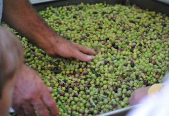 Aceitunas arbequinas en la Almazara de la Finca Sancha Pérez