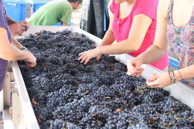 Selección de uvas tras la Vendimia - Bodega Sanca Pérez